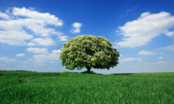 Scopriamo il castagno, un grande albero imponente e longevo, molto usato per i suoi frutti