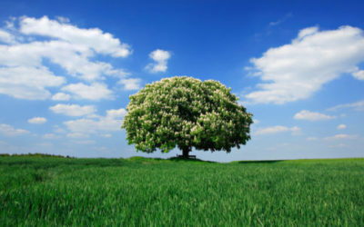 Scopriamo il castagno, un grande albero imponente e longevo, molto usato per i suoi frutti