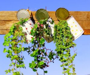 Le migliori piante ricadenti per ogni ambiente e clima: la guida facile