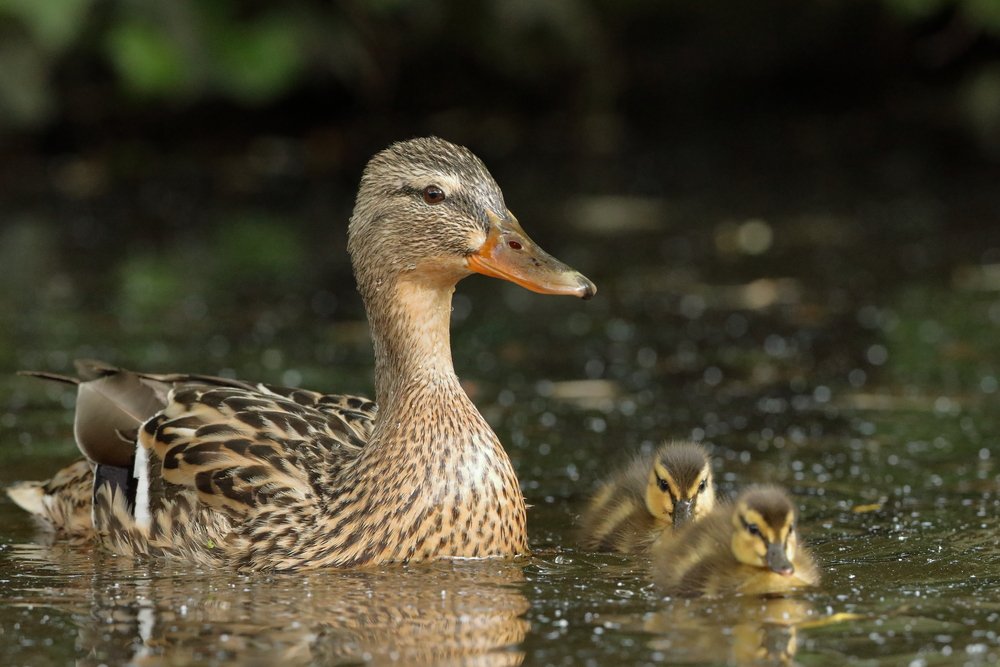 Anatra caratteristiche, abitudini, razze e consigi per l'allevamento