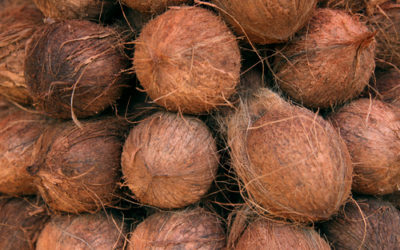 Fibra di cocco: dalla noce di cocco, una fibra vegetale per eco-tessuti e non solo