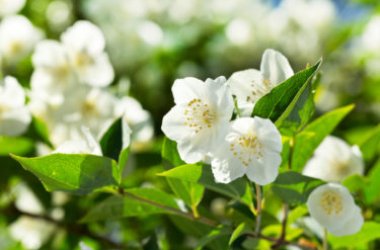 Tous les conseils pour cultiver du jasmin au jardin et sur la terrasse