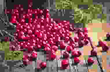 Cranberry, il mirtillo rosso d’America ideale per combattere la cistite