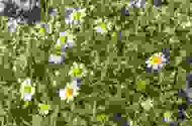 Anthemis: una varietà di perenni dai fiorellini simili a margherite per decorare il giardino
