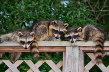 Tutto sul procione o orsetto lavatore, simpatico animaletto facilmente riconoscibile per la sua mascherina nera