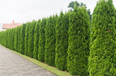 Alla scoperta della tuia o thuja, una pianta ideale per una siepe facile
