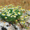 Anthemis: una varietà di perenni dai fiorellini simili a margherite per decorare il giardino
