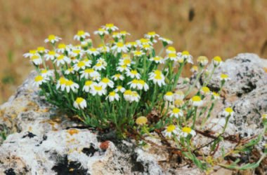 Anthemis: una varietà di perenni dai fiorellini simili a margherite per decorare il giardino