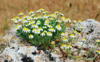 Anthemis: una varietà di perenni dai fiorellini simili a margherite per decorare il giardino