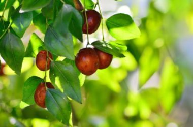 Giuggiole: frutto autunnale dolce e calorico, che dona anche serenità