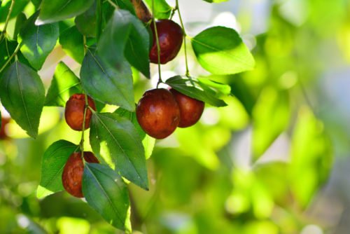 Giuggiole: frutto autunnale dolce e calorico, che dona anche serenità