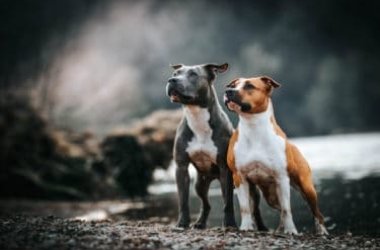 Amstaff ou American Staffordshire Terrier: tous les secrets de cette race pas toujours connue