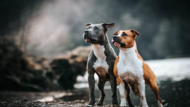 amstaff