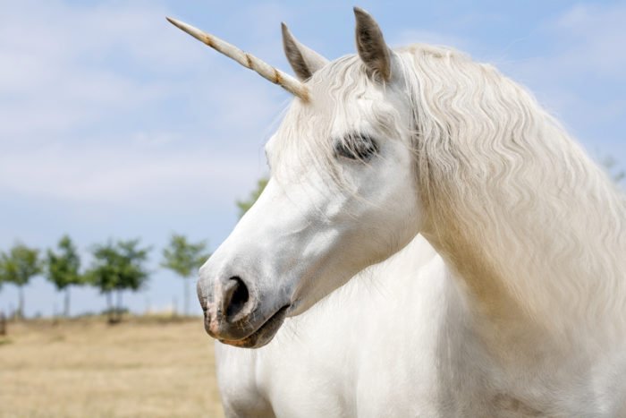 Cavallo più calmo a base di erbe equine più calmo 100% Naturale Tintura 1 LITRO 