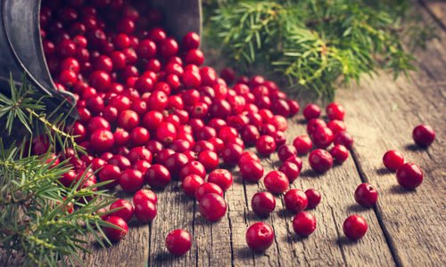 Cranberry, il mirtillo rosso d’America ideale per combattere la cistite