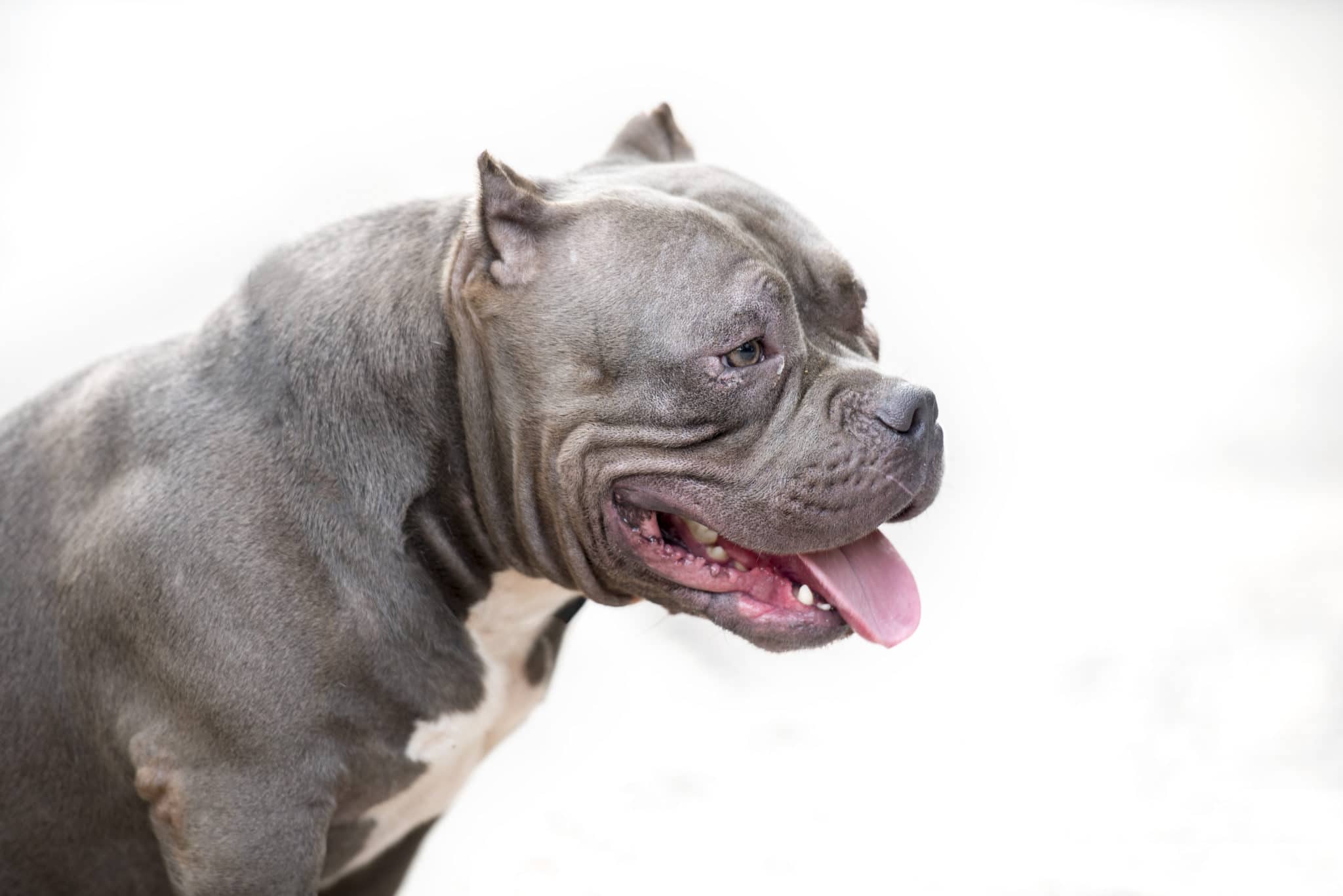 American bully aspetto, carattere, allevamento e prezzi