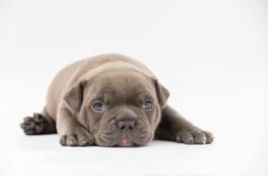 Tutto quello che dovete sapere sull’American bully