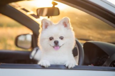 Tutto sul Volpino di Pomerania o Spitz Tedesco, amato dai Vip… e non solo da loro!