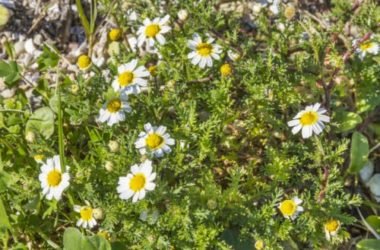 Anthemis: una varietà di perenni dai fiorellini simili a margherite per decorare il giardino