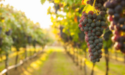 Caviro: la cantina d’Italia sostenibile e amica dell’ambiente