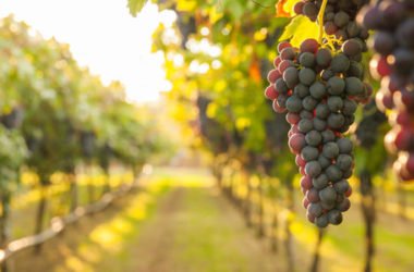 Caviro: la cantina d’Italia sostenibile e amica dell’ambiente