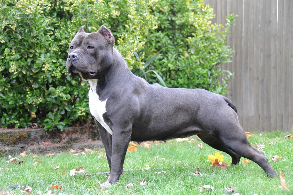 American bully aspetto, carattere, allevamento e prezzi