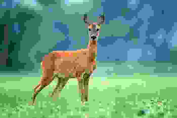 capriolo femmina