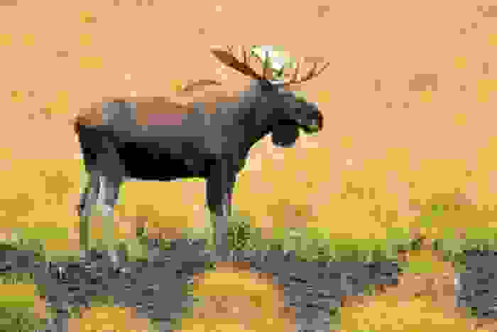 alce (alces alces)
