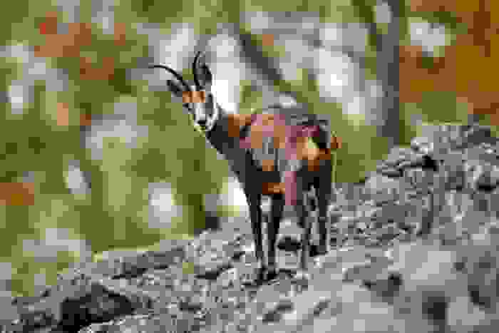 camoscio