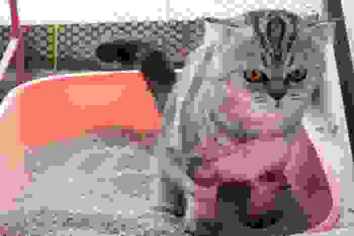 abituare il gatto alla lettiera
