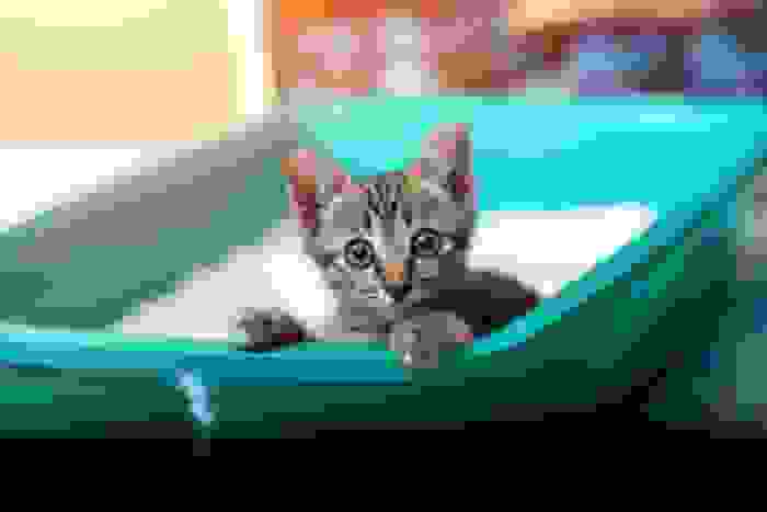abituare il gatto alla lettiera