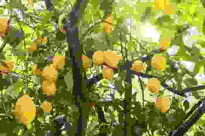 pianta di limone