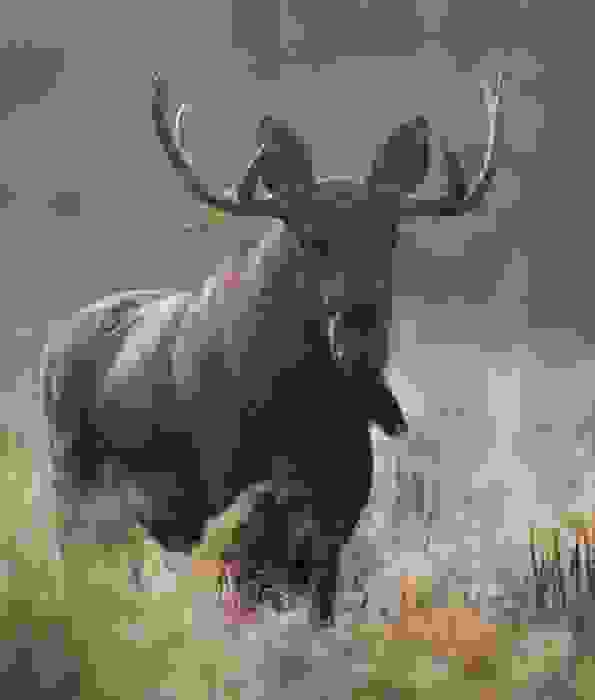 alce (alces alces)