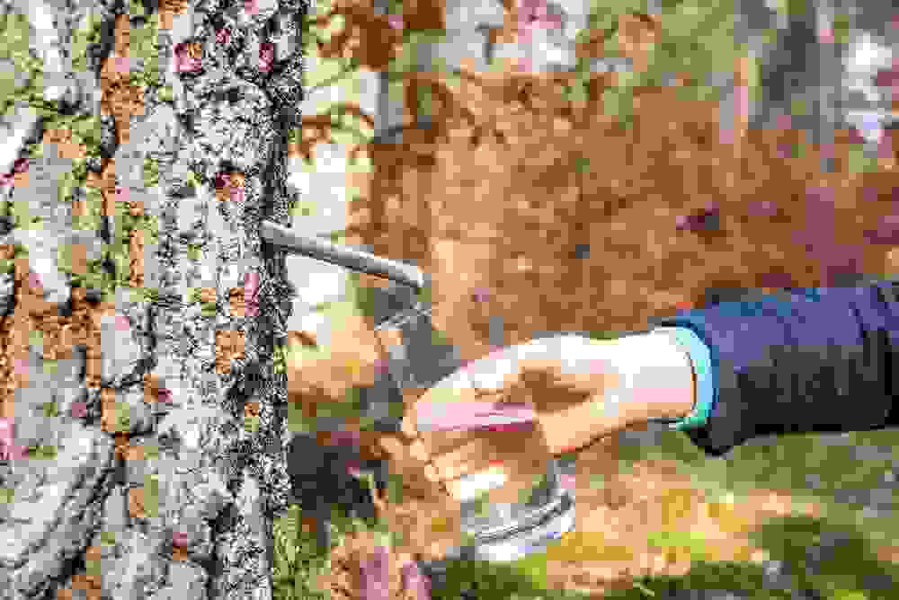 Come Allontanare Le Mosche Con Metodi Naturali E Le Piante