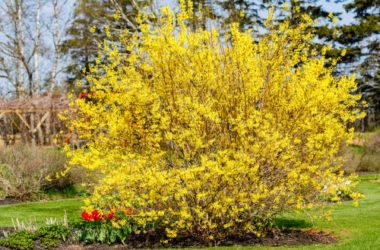 Tutto sulla forsizia, il fiore che annuncia la primavera