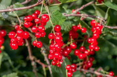 Quello che devi sapere sul ribes rosso, una pianta apprezzata da sempre per le sue proprietà benefiche