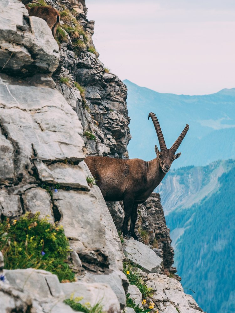 Stambecco i segreti di questo mammifero di montagna unico