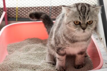 Tutti i segreti e le dritte giuste per abituare il gatto alla lettiera e a non sporcare in giro