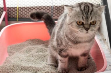 Tutti i segreti e le dritte giuste per abituare il gatto alla lettiera e a non sporcare in giro