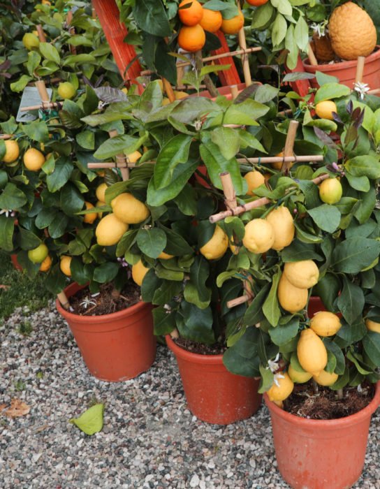plante de citron