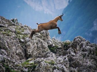 I segreti del camoscio, uno stupendo animale di montagna tutto da scoprire