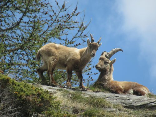 Stambecco: tutto su questo animale simbolo delle Alpi