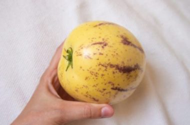 Pepino: alla scoperta di questa solanacea che produce frutti dalle notevoli proprietà nutrizionali