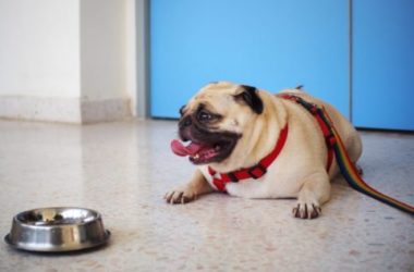 Tutti i segreti e le dritte giuste per abituare il cane al guinzaglio