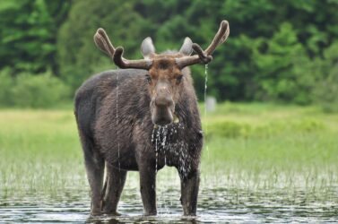 Tutto sull’alce, il più grande cervide esistente in Natura