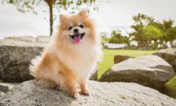 Tutto sul Volpino di Pomerania o Spitz Tedesco, amato dai Vip… e non solo da loro!