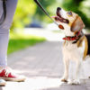 Tutti i segreti e le dritte giuste per abituare il cane al guinzaglio