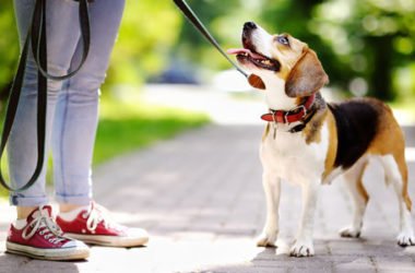 Tutti i segreti e le dritte giuste per abituare il cane al guinzaglio