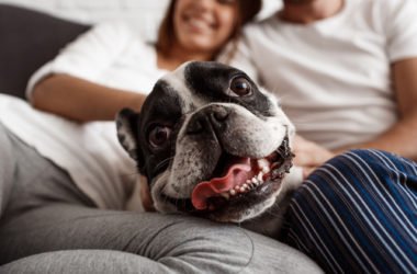 Le cose da sapere sul cane Carlino, un cane di piccola taglia molto amato sin dall’antichità