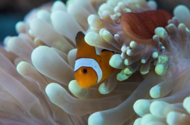 In Natura è un rapporto vantaggioso, alla pari o di sfruttamento: la simbiosi esiste sia tra gli animali che le piante